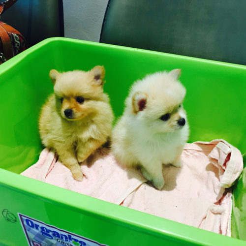 Somos o filhotinhos de Spitz mais lindos e viemos vacinar para nos proteger