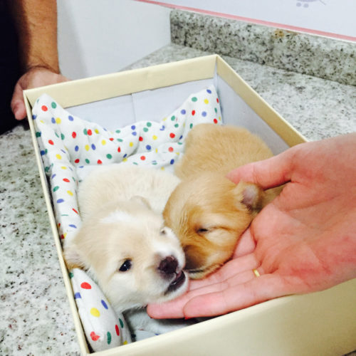Esses dois fofos filhotinhos de Spitz Alemão vieram na Da Vinci tomar o primeiro vermífugo