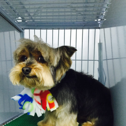Eu sou o Thor, um cãozinho muito tímido, fico sem graça para fotos