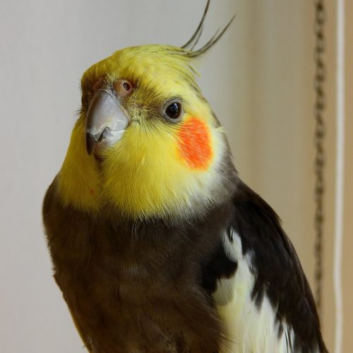 Calopsita